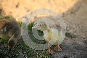 Cute ducks,Â Group of little yellow ducklings, Household